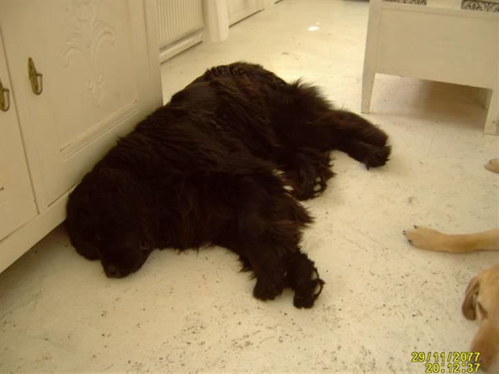 Newfoundlænder Kikki billede 7