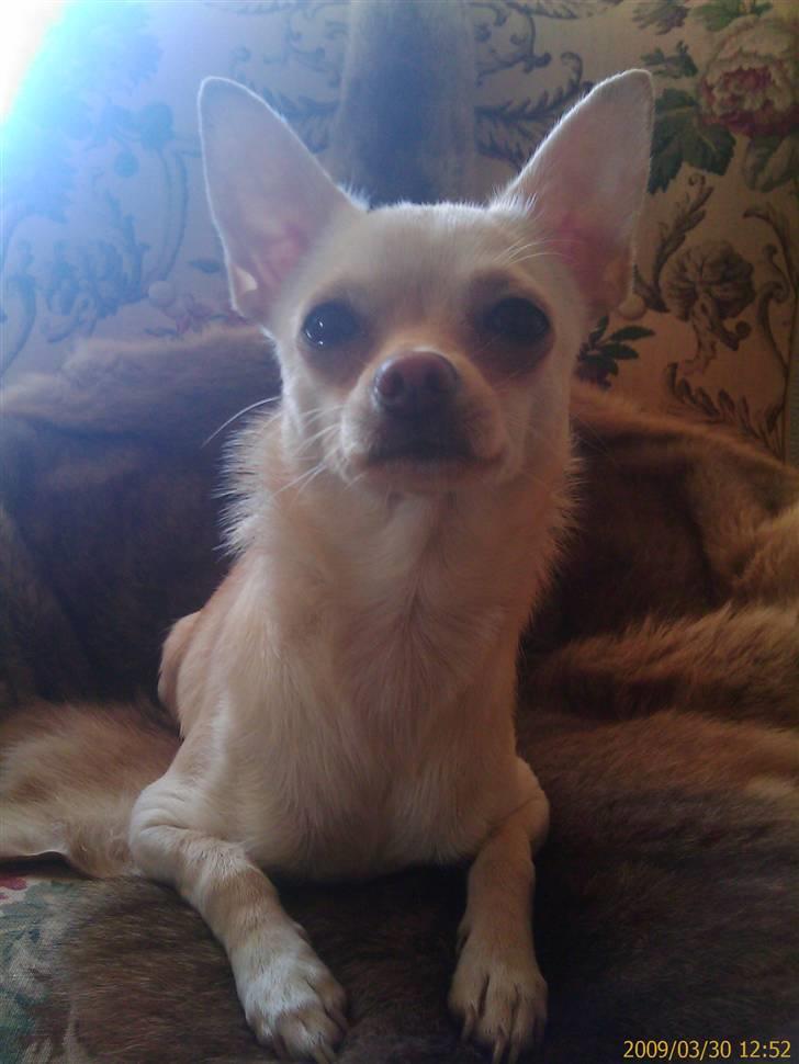 Chihuahua ** Ciencia **  - Prinsessen 1 år og 4 måneder gammel :o). billede 1