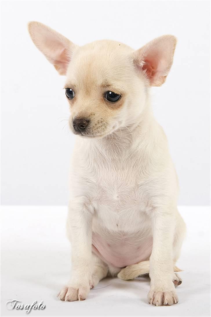 Chihuahua ** Ciencia **  - 8 uger gammel :D. billede 2