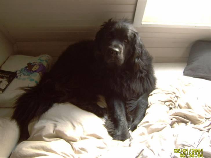 Newfoundlænder Kikki billede 8