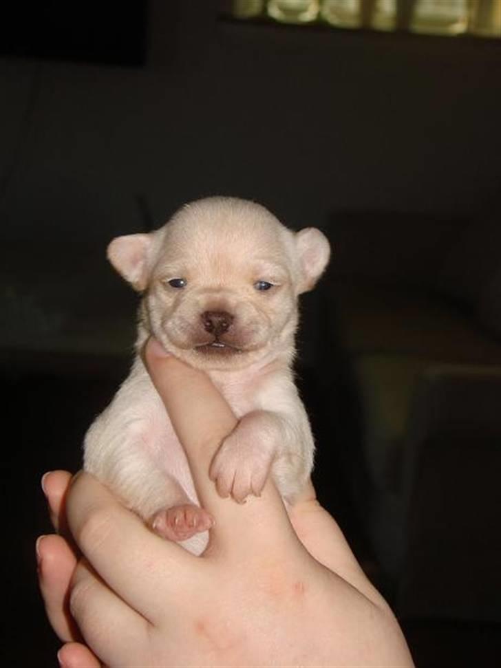 Chihuahua ** Ciencia **  - Hihi hun ligner lidt en stiv kineser med de ny åbnede øjne :D. billede 3