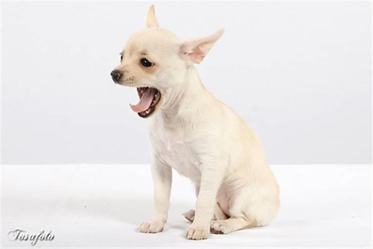 Chihuahua ** Ciencia **  billede 4