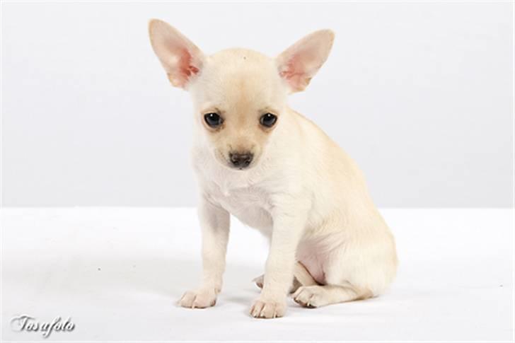 Chihuahua ** Ciencia **  - Her kan man rigtigt se den lille choko-tryne prinsessen har :D. billede 5