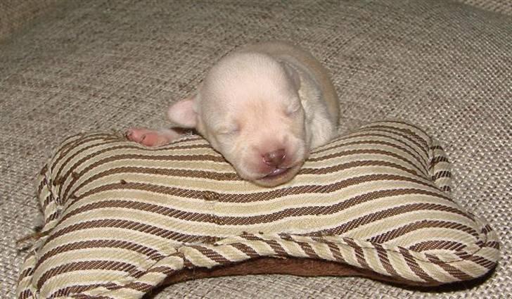 Chihuahua ** Ciencia **  billede 6