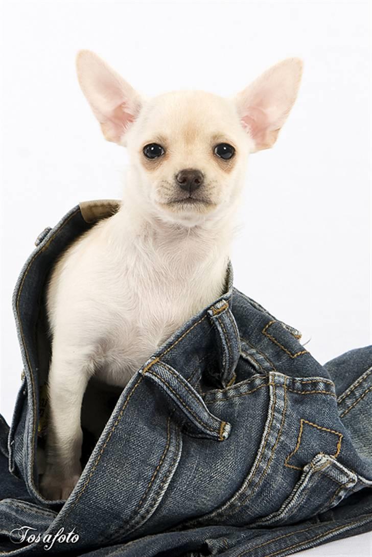 Chihuahua ** Ciencia **  - Smukke smukke pige :o) billede 7