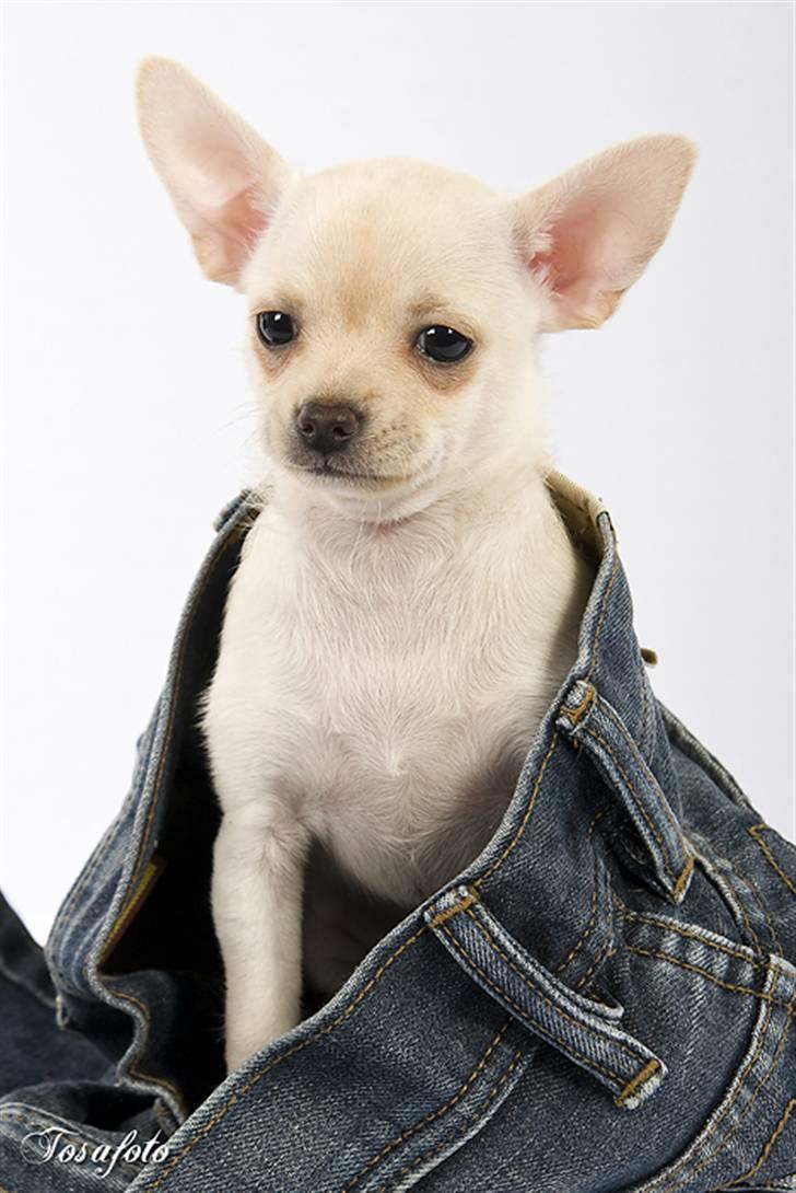 Chihuahua ** Ciencia **  billede 8