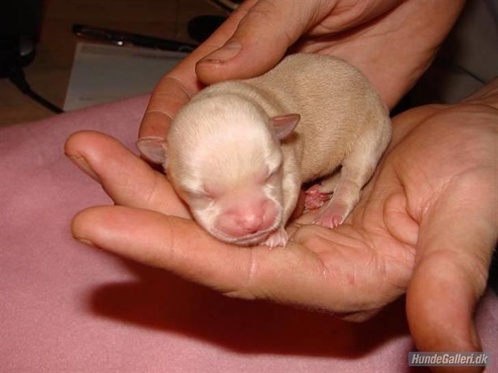 Chihuahua ** Ciencia **  - Lige født :D. billede 9