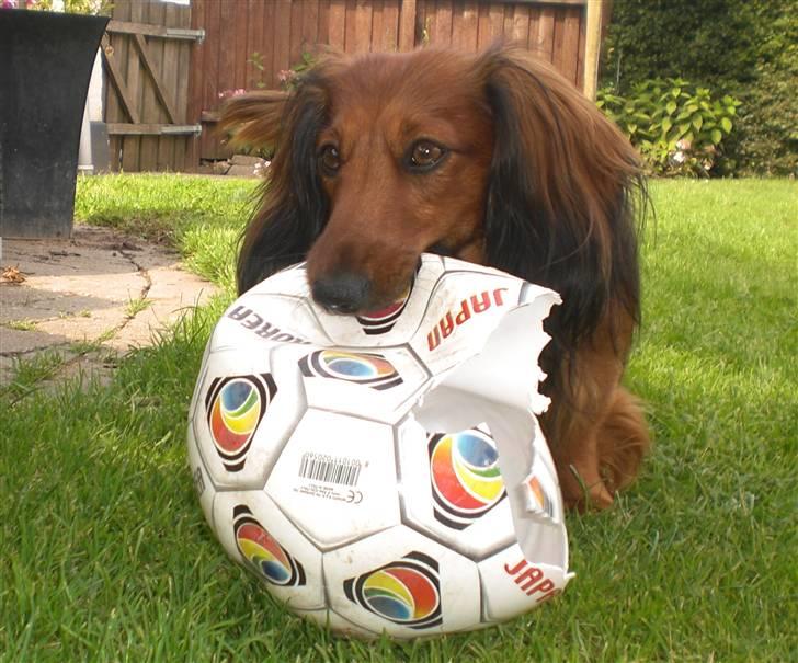 Dværggravhund Oskar billede 16