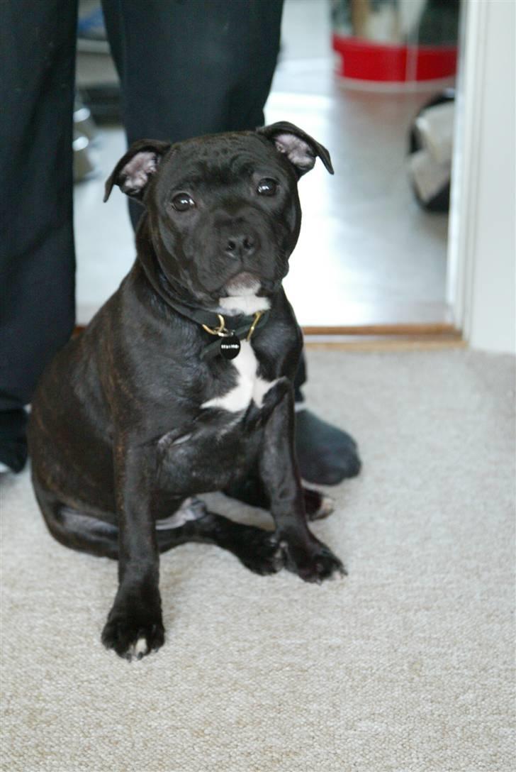 Staffordshire bull terrier Desmound - 5 måneder gammel billede 1