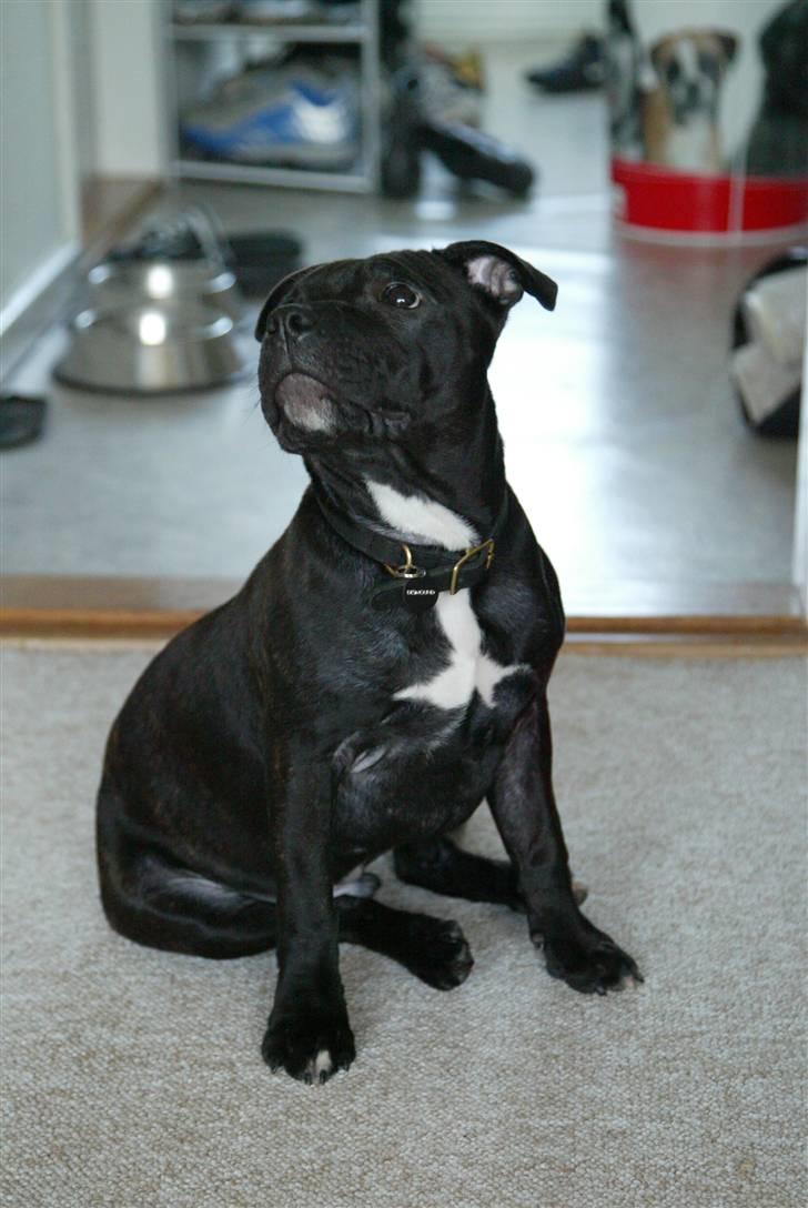 Staffordshire bull terrier Desmound - Fine fornemmelser :) billede 2