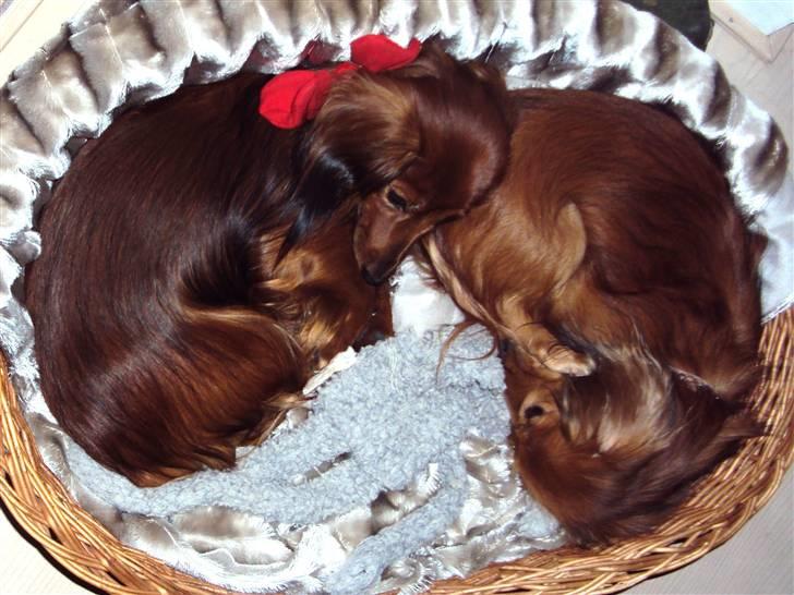 Miniature gravhund Cirkeline  - Cirkeline sover sammen med sin mor Michell. billede 15