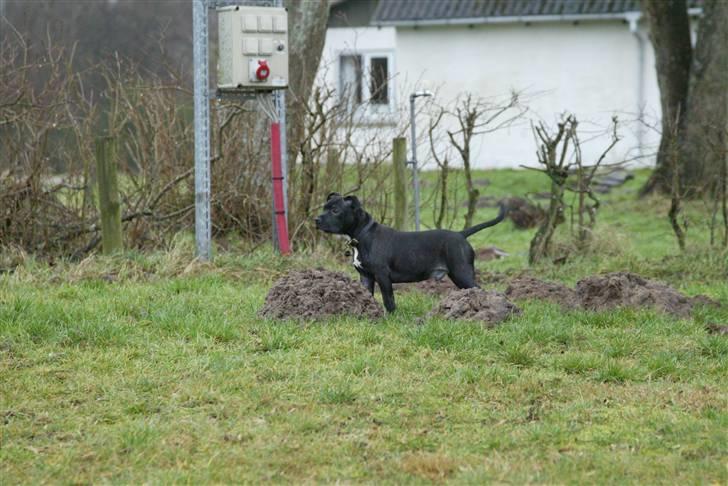 Staffordshire bull terrier Desmound - Sådan ser man lige fotogen ud ;) billede 3