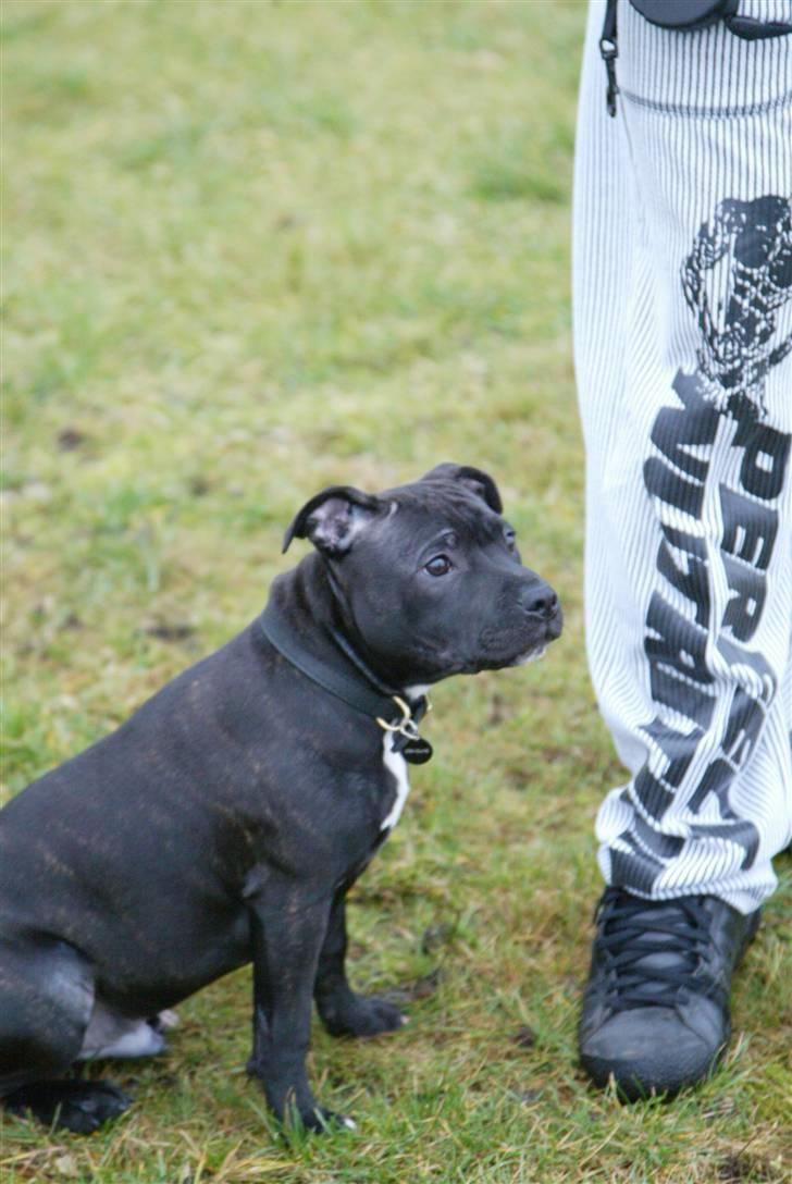 Staffordshire bull terrier Desmound - Passer på sin far :) billede 4