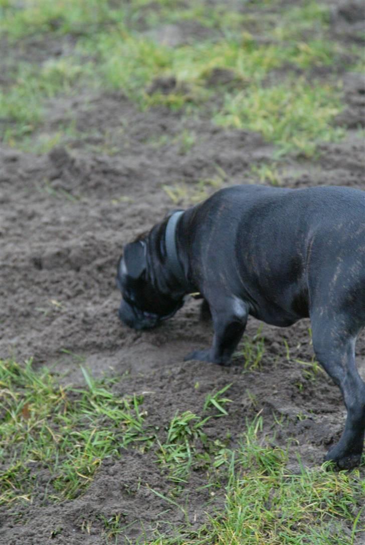 Staffordshire bull terrier Desmound - Går lige og snuser :) billede 6