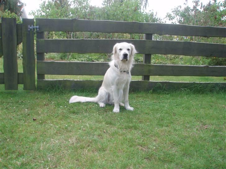 Golden retriever Lucky - Velkommen til Lucky´s profil billede 1