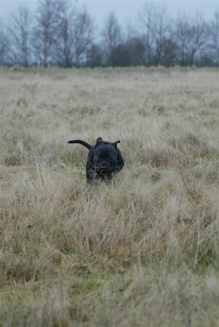 Staffordshire bull terrier Desmound - Er lige ude og brande noget krudt af :) billede 7
