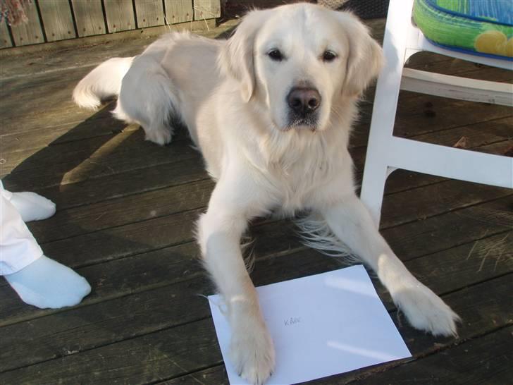 Golden retriever Lucky - min hund lucky billede 2