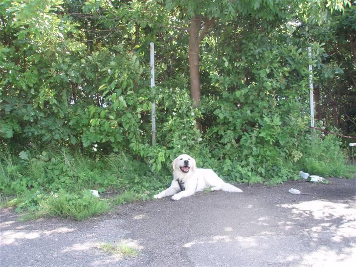 Golden retriever Lucky - Lucky slapper af i mens jeg går banen til agilty  (træning) billede 3