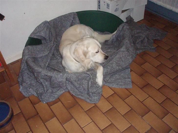Golden retriever Lucky - søde lucky slapper lit af <3 billede 4