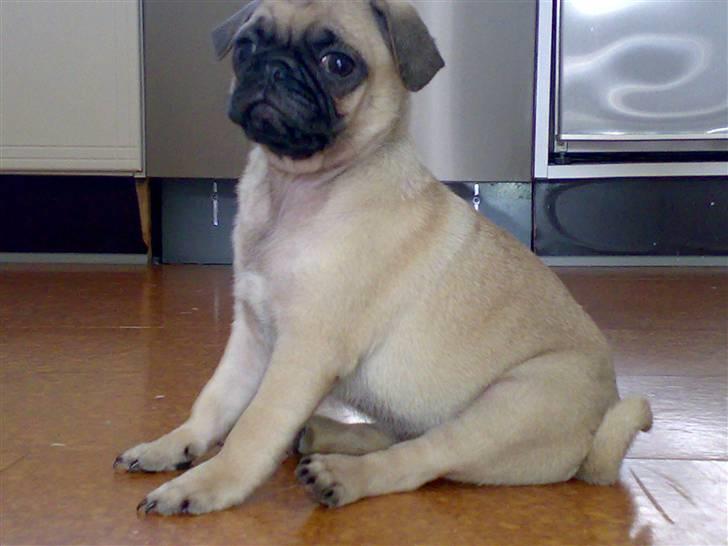 Mops Cille og Malou billede 2