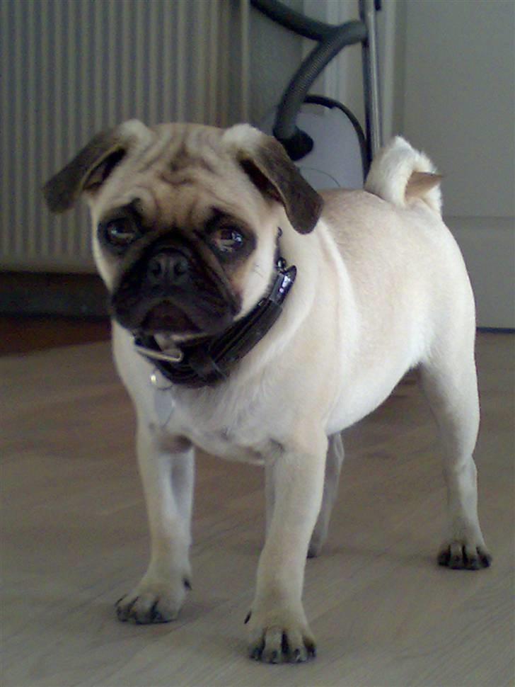 Mops Cille og Malou billede 3