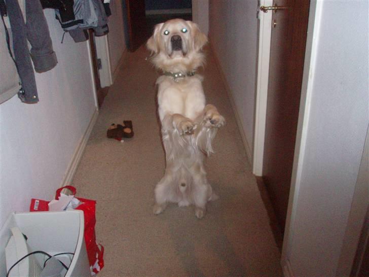 Golden retriever Lucky - Balance billede 5