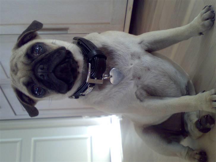 Mops Cille og Malou billede 4