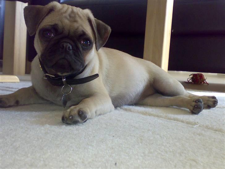 Mops Cille og Malou billede 5