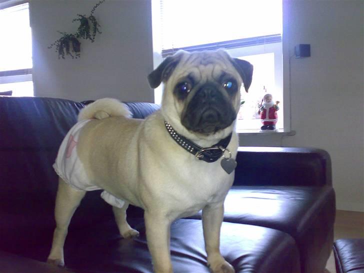 Mops Cille og Malou billede 6