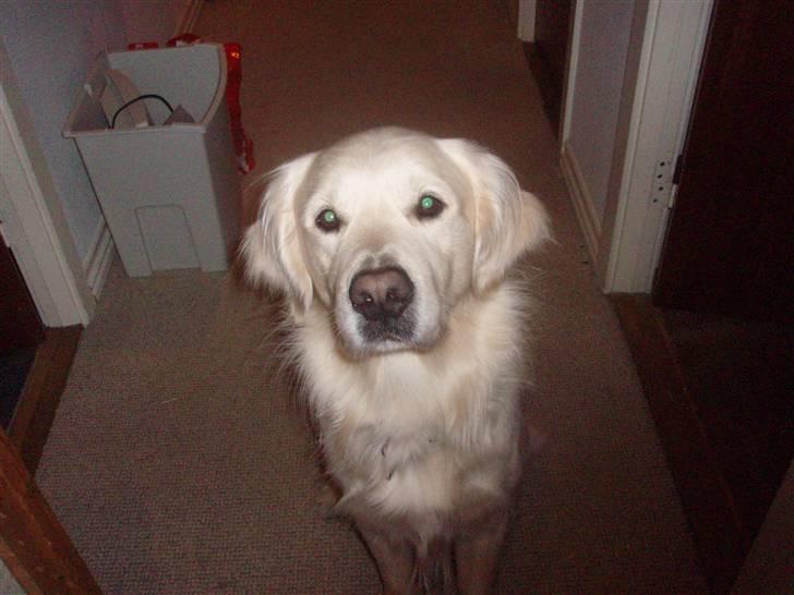 Golden retriever Lucky - han er bare skøn billede 6