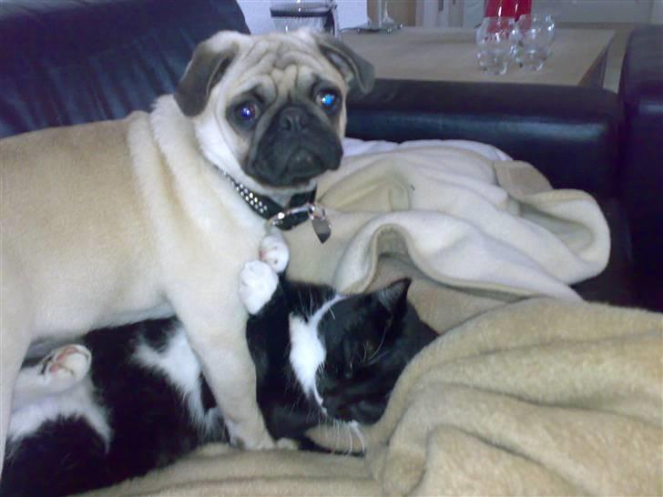 Mops Cille og Malou billede 7