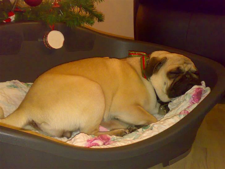 Mops Cille og Malou billede 8