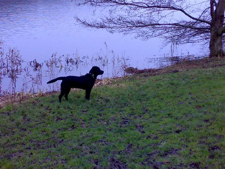 Labrador retriever Tyson billede 9