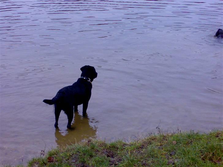 Labrador retriever Tyson billede 10