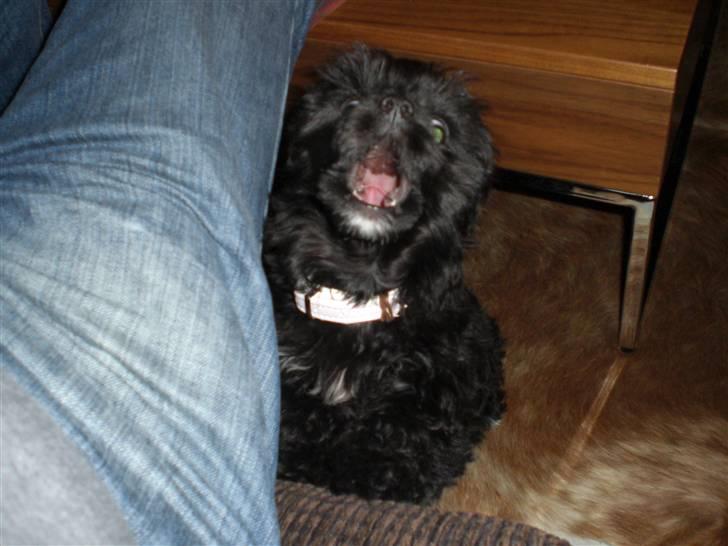 Chinese crested powder puff Chili - GAAAAB........ billede 5