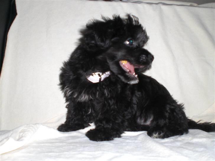 Chinese crested powder puff Chili - Vil ikke se ind i kameraet...... billede 6