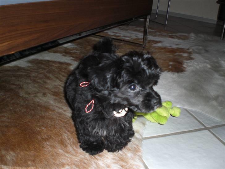 Chinese crested powder puff Chili - Mit bedste legetøj.......den grønne frø :-) billede 7