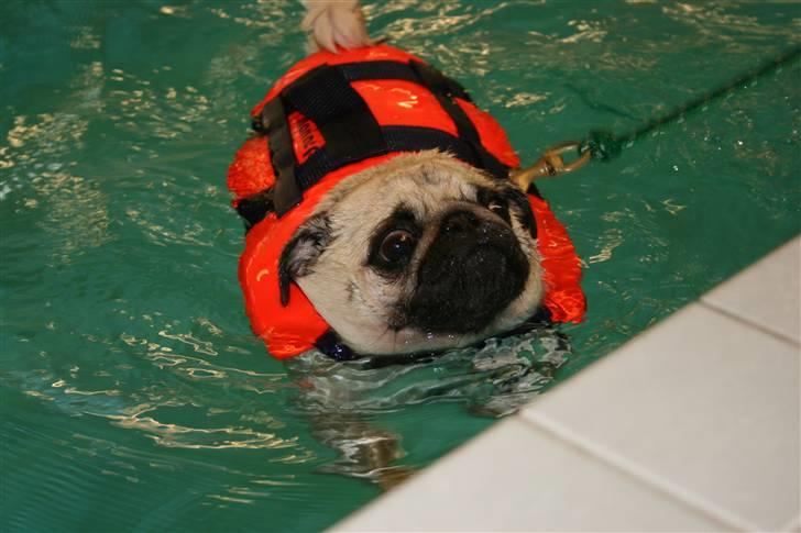 Mops Yvonne (udstationeret) - til svømning billede 11