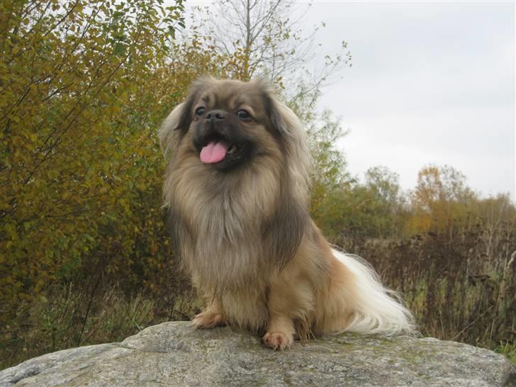 Tibetansk spaniel Desse (Sommerlyst) - Hej. Her er jeg så ! Verdens flotteste fyr. billede 1