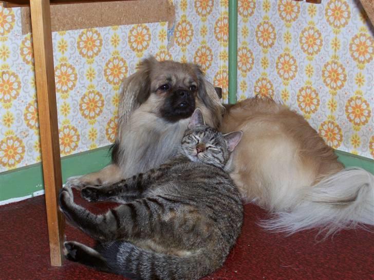 Tibetansk spaniel Desse (Sommerlyst) - Desse og hans bedste ven Kinsa billede 2