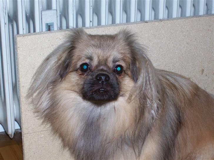 Tibetansk spaniel Desse (Sommerlyst) billede 3