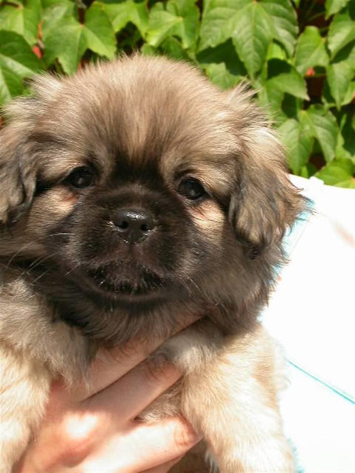 Tibetansk spaniel Desse (Sommerlyst) - Dengang han var lille og nuttet. Nu er han bare skøn billede 4