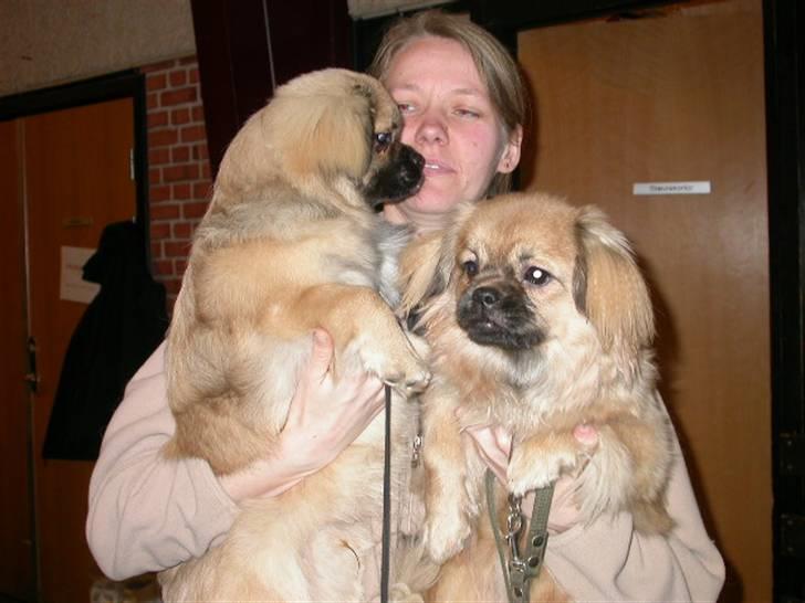 Tibetansk spaniel Desse (Sommerlyst) - Desse og hans bror Chang. I må selv gætte hvem der er hvem billede 5
