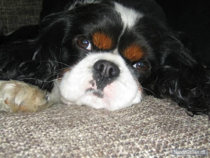 Cavalier king charles spaniel Bergkamp - Himmelhund - Hej! Mit navn er Bergkamp... opkaldt efter en, nu pensioneret, angriber ved fodboldklubben Arsenal. billede 16