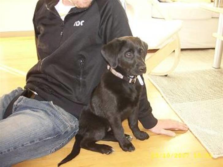 Blanding af racer Bailey - Lille bitte Bailey (da hun lige kom hjem) billede 2