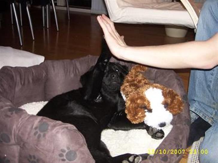 Blanding af racer Bailey - Bailey giver high-five billede 3