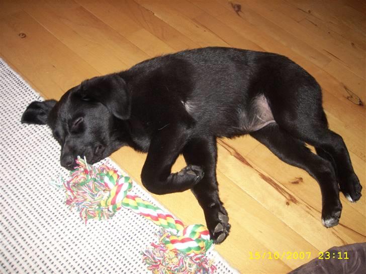 Blanding af racer Bailey - Faldet i søvn med et tov i munden billede 4