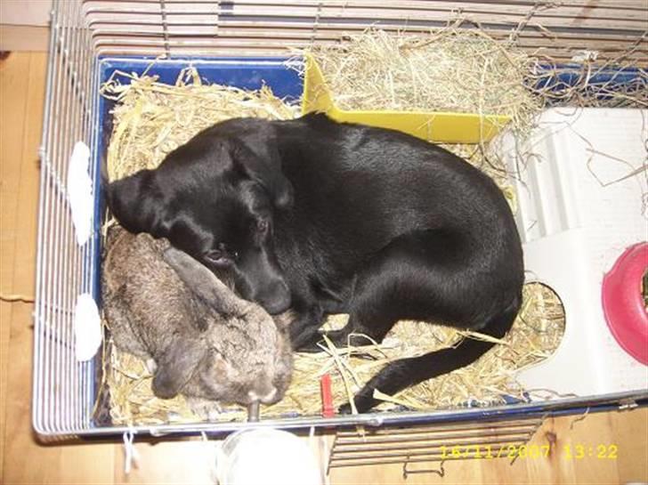 Blanding af racer Bailey - Bailey putter med Oscar billede 5