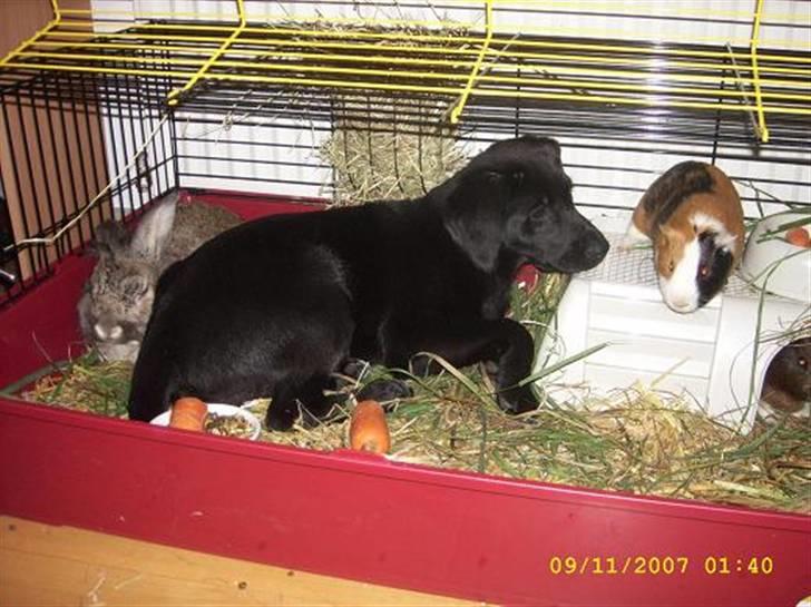 Blanding af racer Bailey - "Gad vide om ham Pedro er farlig?" billede 6