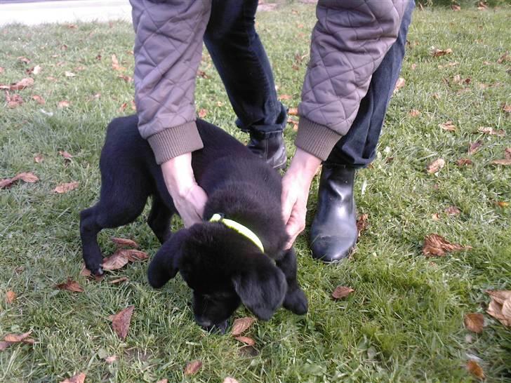 Blanding af racer Bailey - Bailey, da vi så hende første gang billede 7